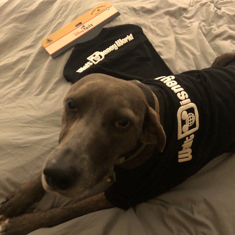 Disney Pet Spirit Jersey- medium